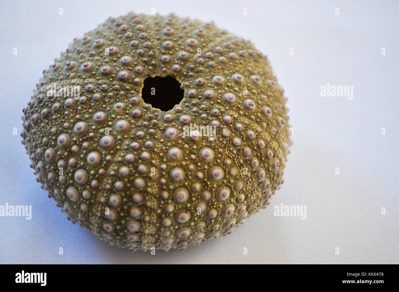 Sea urchin shell hires stock photography and images Alamy