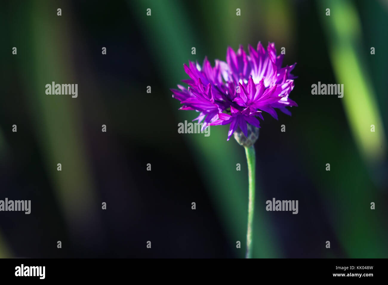 Purple Cornflower. Centaurea cyanus flower grows on summer meadow, closeup photo with soft selective focus Stock Photo