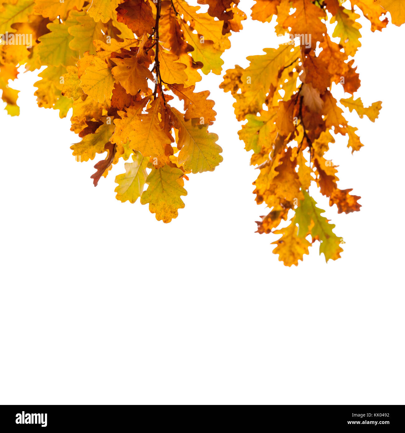 Yellow oak tree leaves isolated over white background, autumn season ...