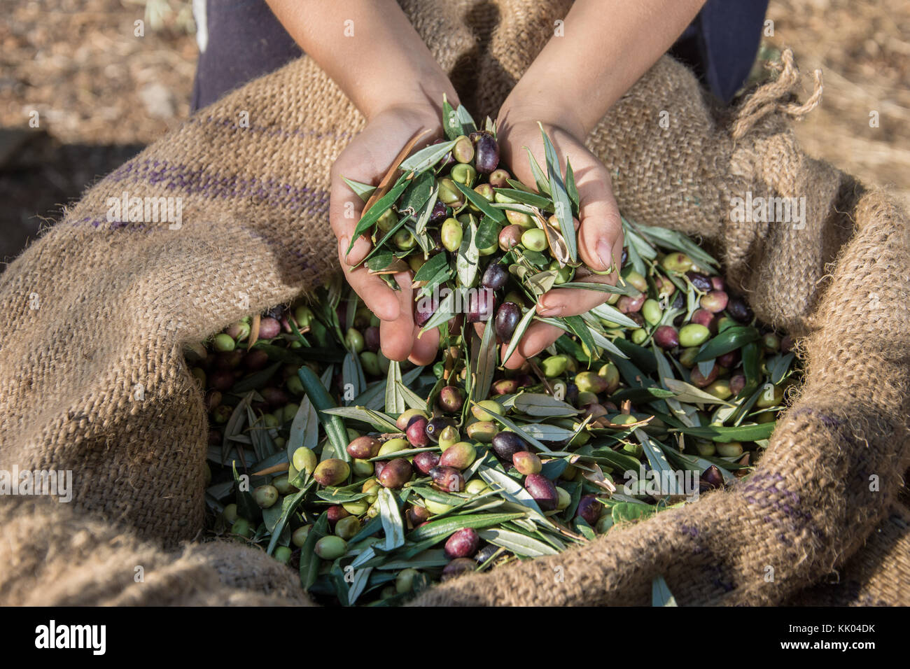 Child keeps some of the harvested fresh olives in a field in Crete, Greece for olive oil production. Stock Photo