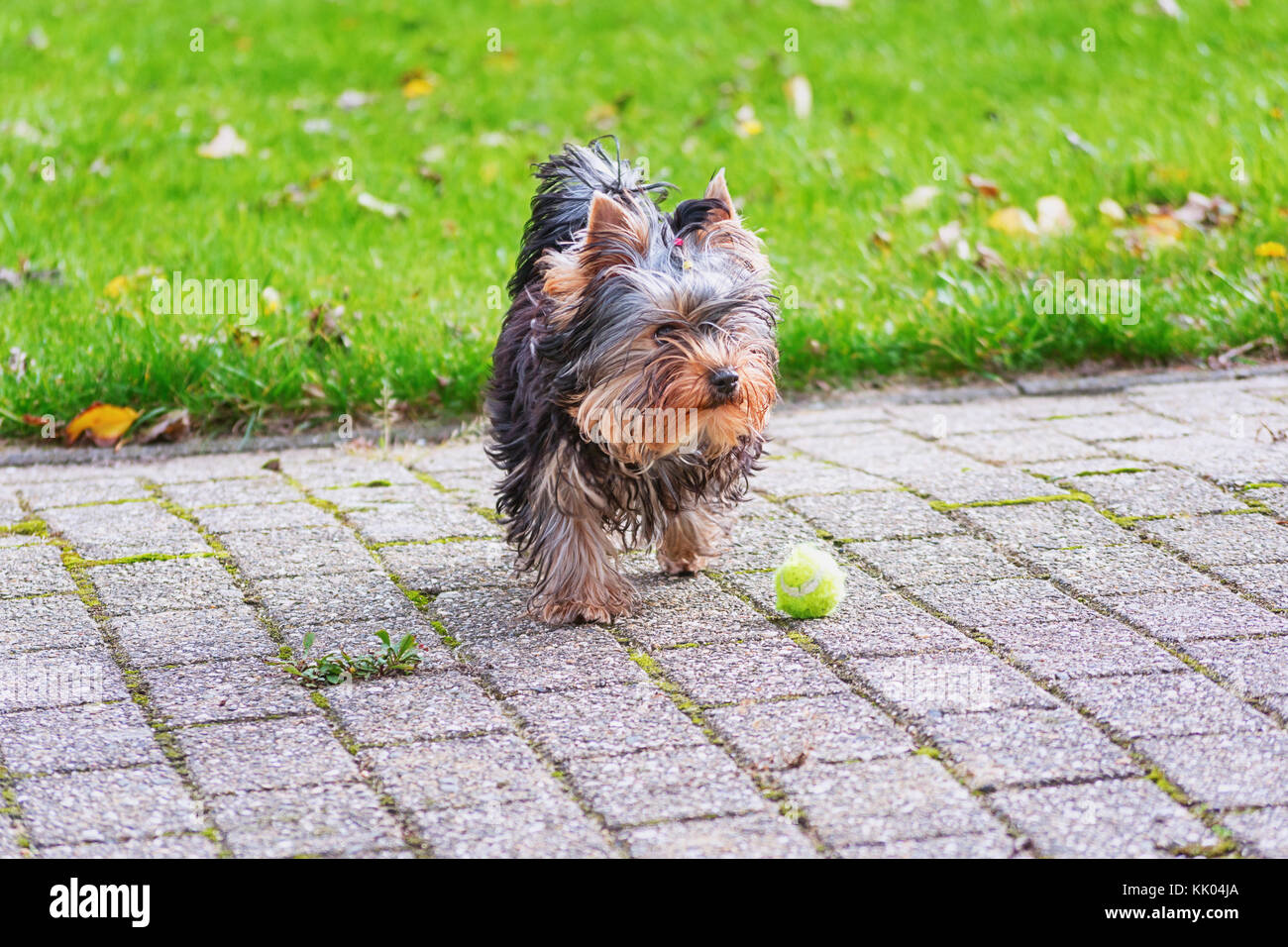 yorkie ball