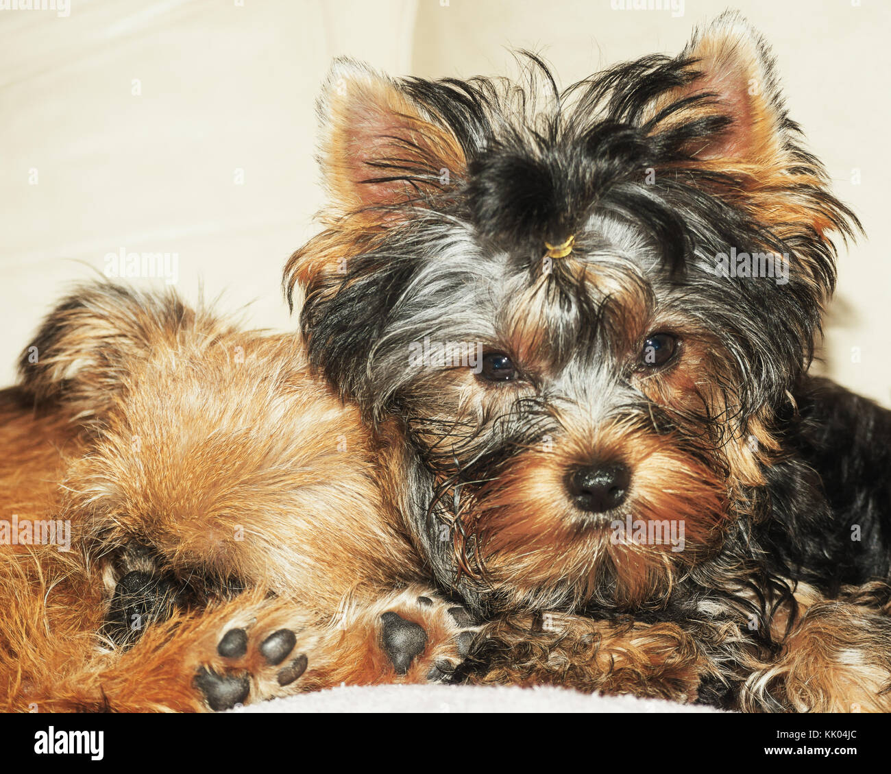 brussels griffon yorkie