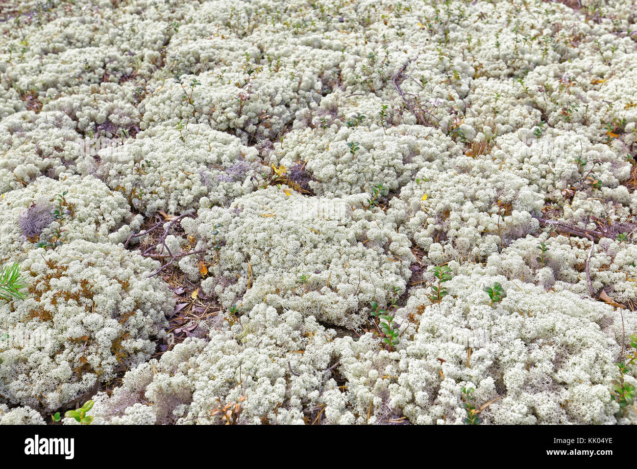 Reindeer moss glade in the Siberian taiga.Focus on the center of the frame Stock Photo