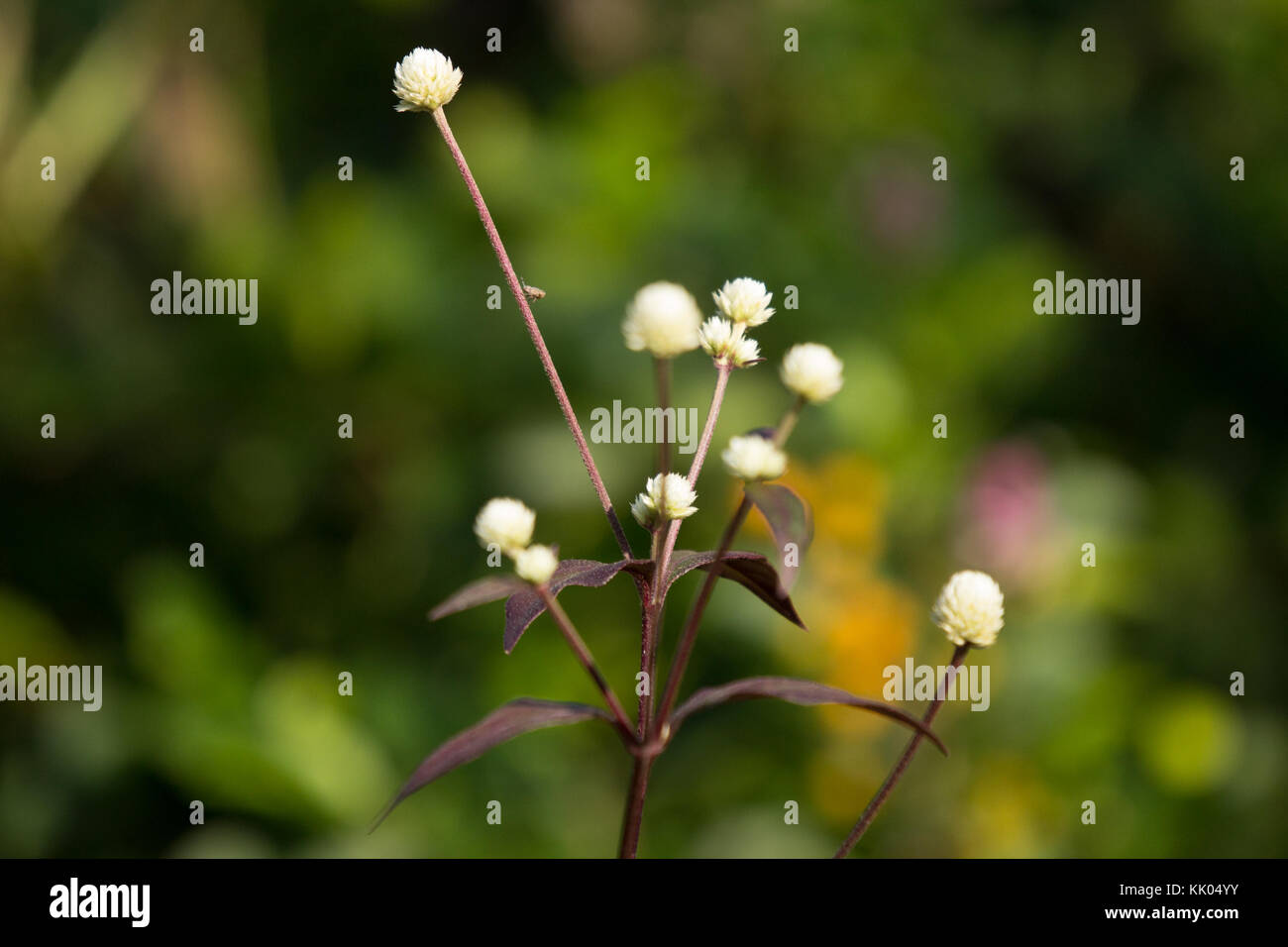 White small flower of Red Ivy or Red flame ivy or Hemigraphis alternata Stock Photo