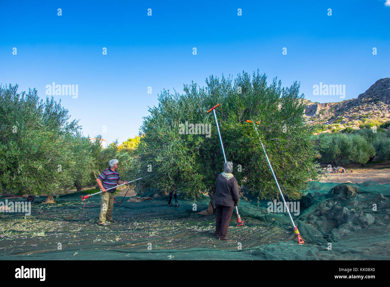 Harvesting fresh olives in a field in Crete, Greece for olive oil