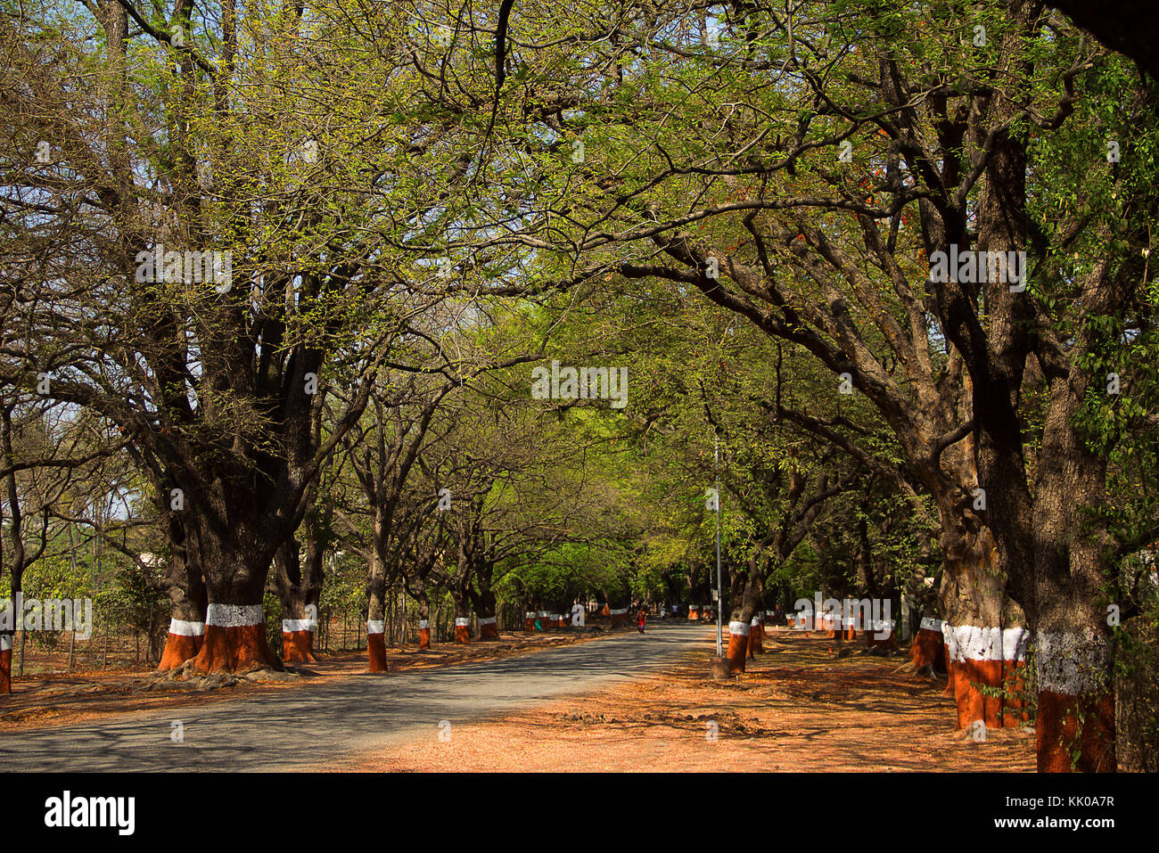 Woman walking across road full with tamarind tree canopy, Savitribai Phule agriculture college, Pune Stock Photo