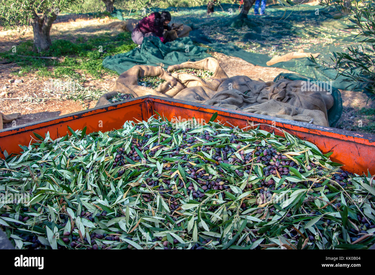 Harvesting fresh olives in a field in Crete, Greece for olive oil