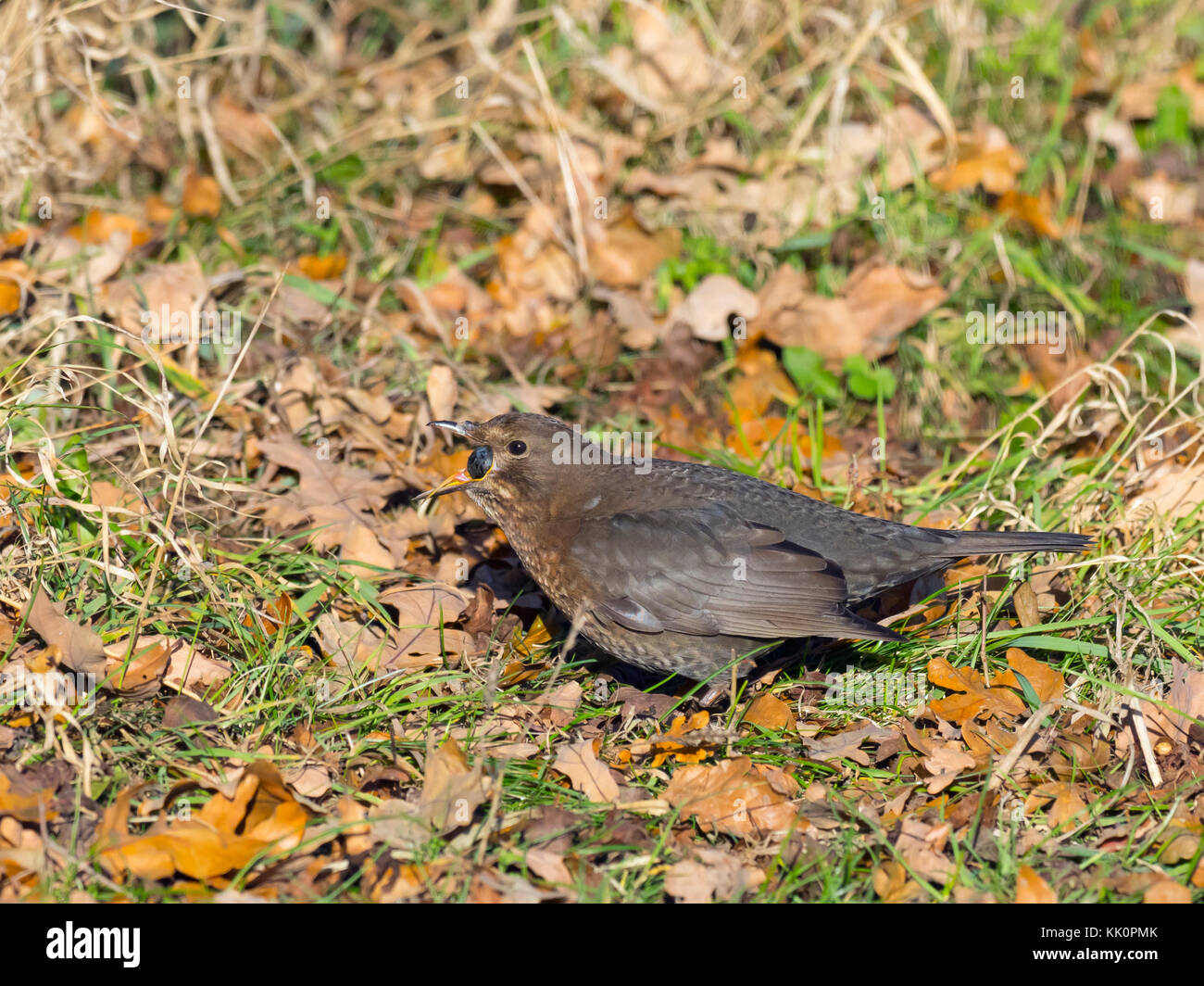 Blackbird Turdus merula female swallowing fallen sloe berry in blackthorn hedge Norfolk Stock Photo