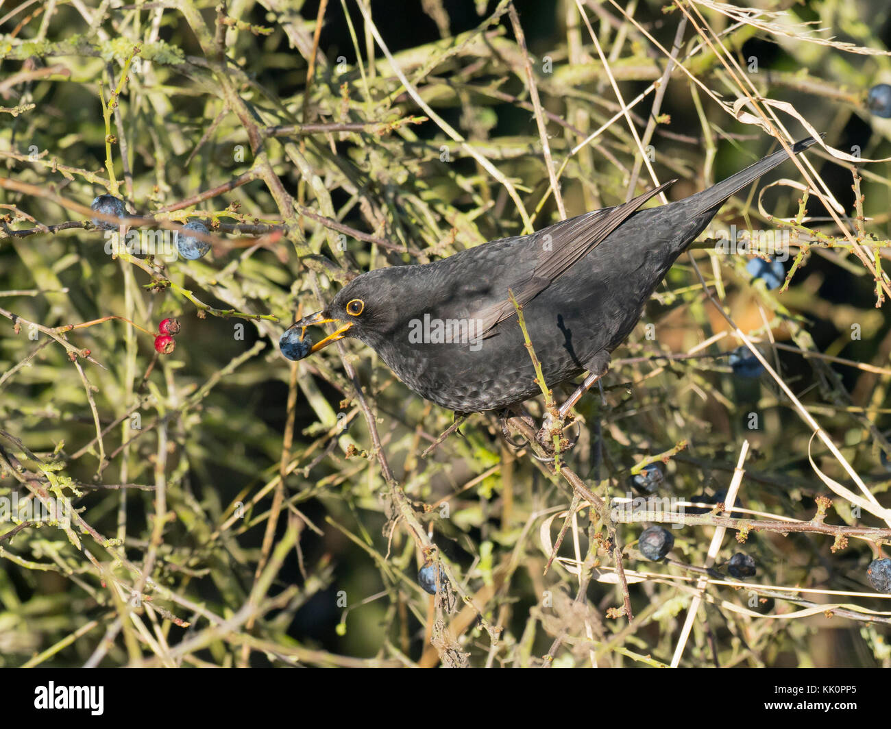 Blackbird Turdus merula male with sloe berry in blackthorn hedge Norfolk Stock Photo