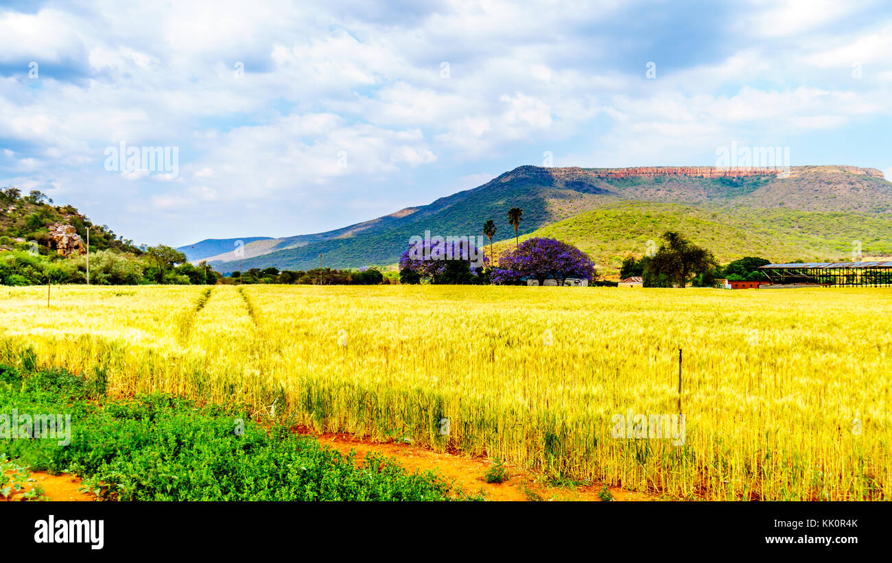 Jacaranda trees at a farm with wheat fields along highway R36 near the town of Orighstad in Limpopo Province of northern South Africa Stock Photo
