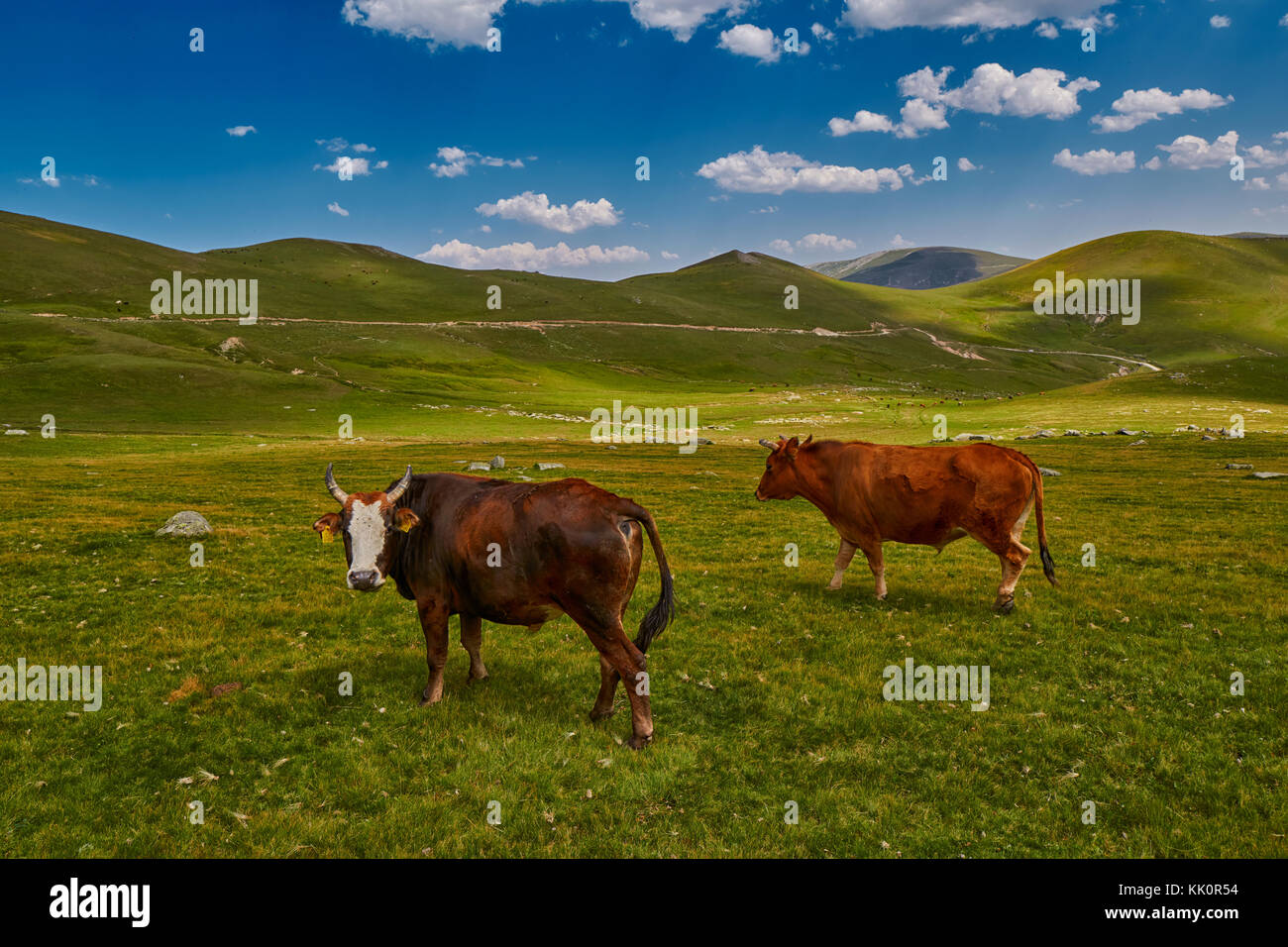 Cows eating fresh grass in mountain valley under dramatic blue sky ...