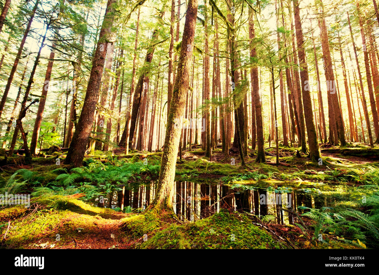 Giant cedar forest Stock Photo - Alamy