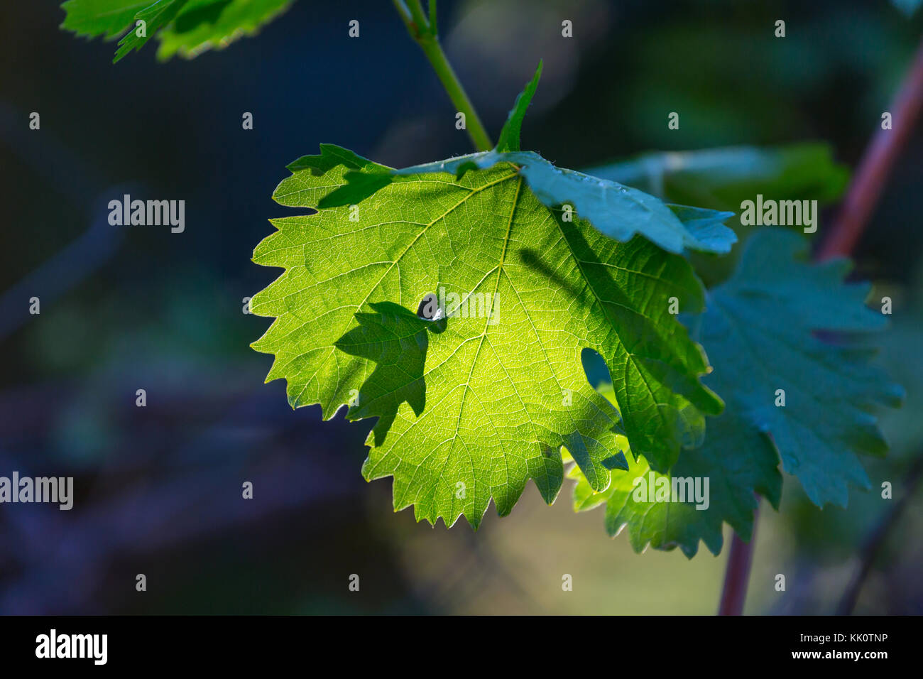 Green leaves close up in garden Stock Photo - Alamy