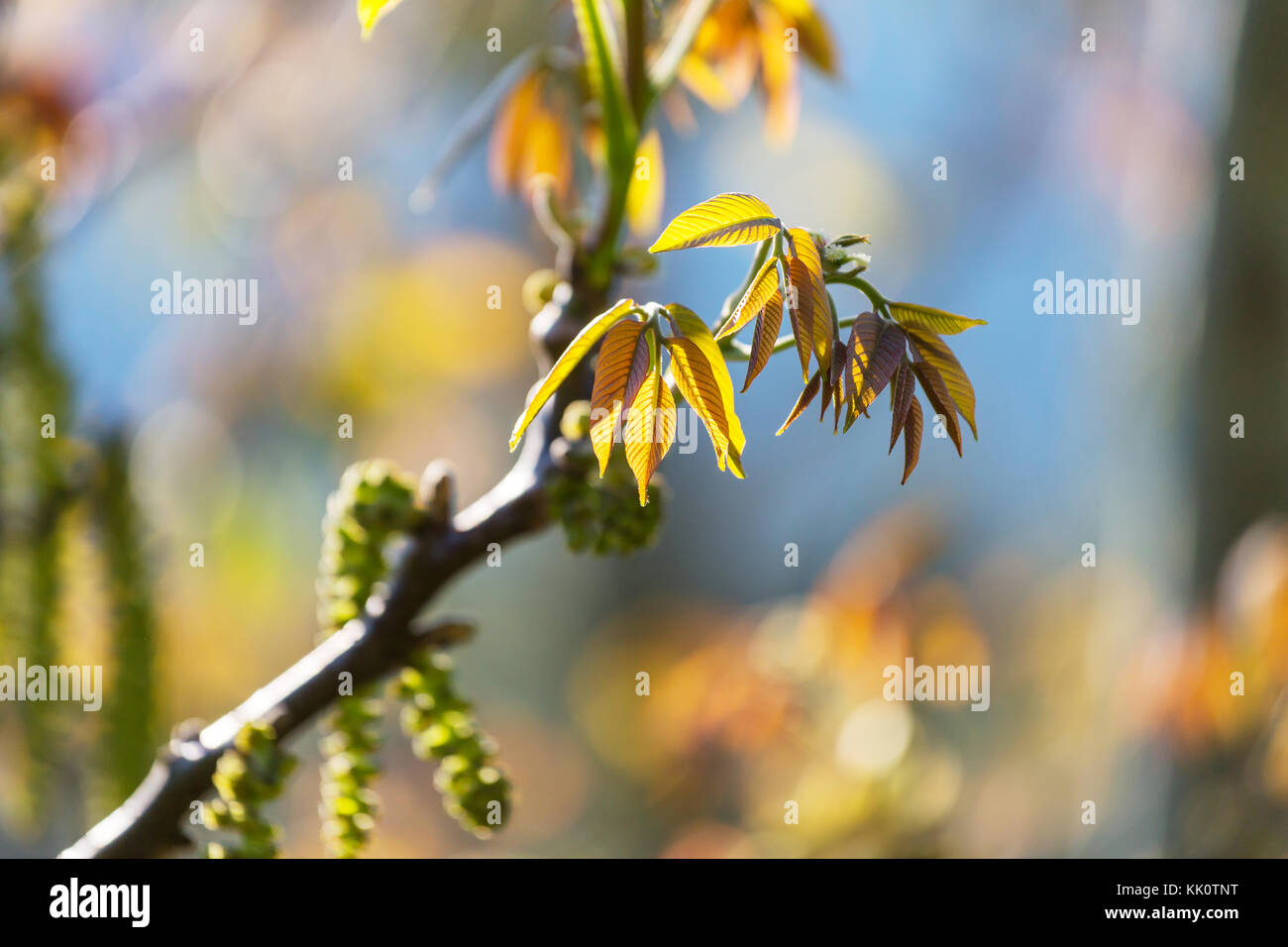 Green leaves close up in garden Stock Photo - Alamy