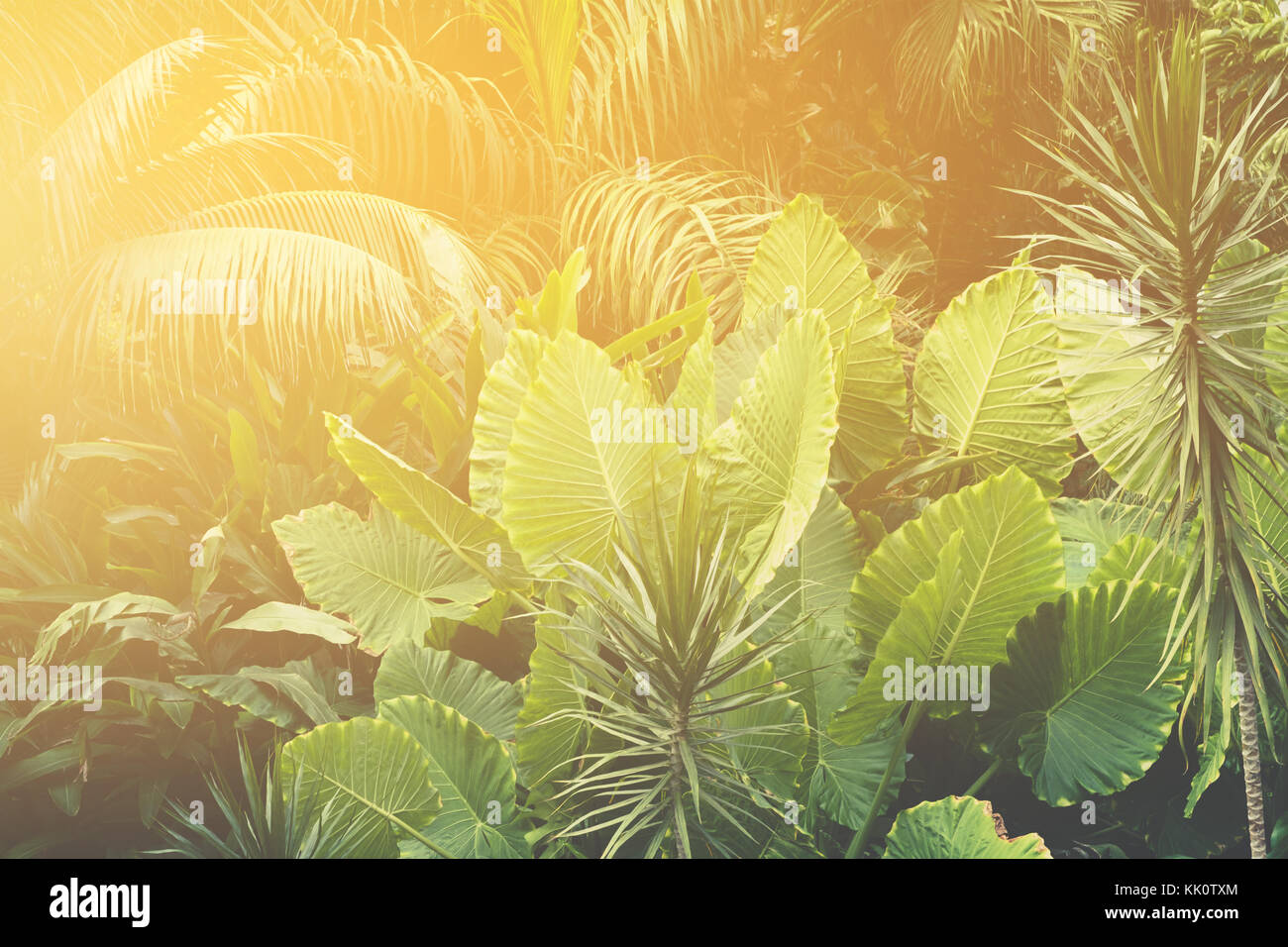 palm trees, jungle , tropical plants background Stock Photo - Alamy