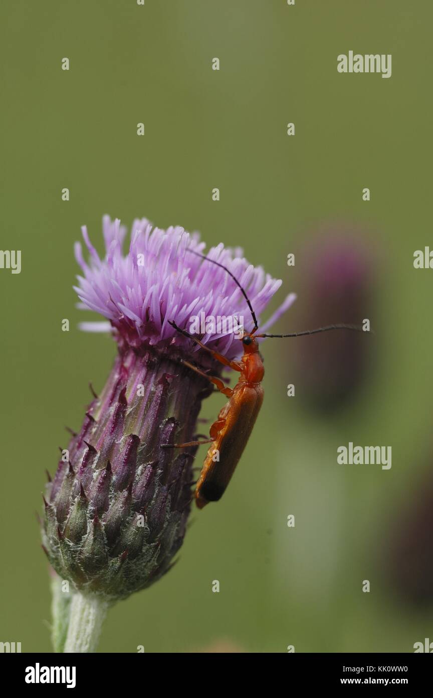 Common Red Soldier Beetle Bloodsucker Beetle Hogweed Bonking Beetle