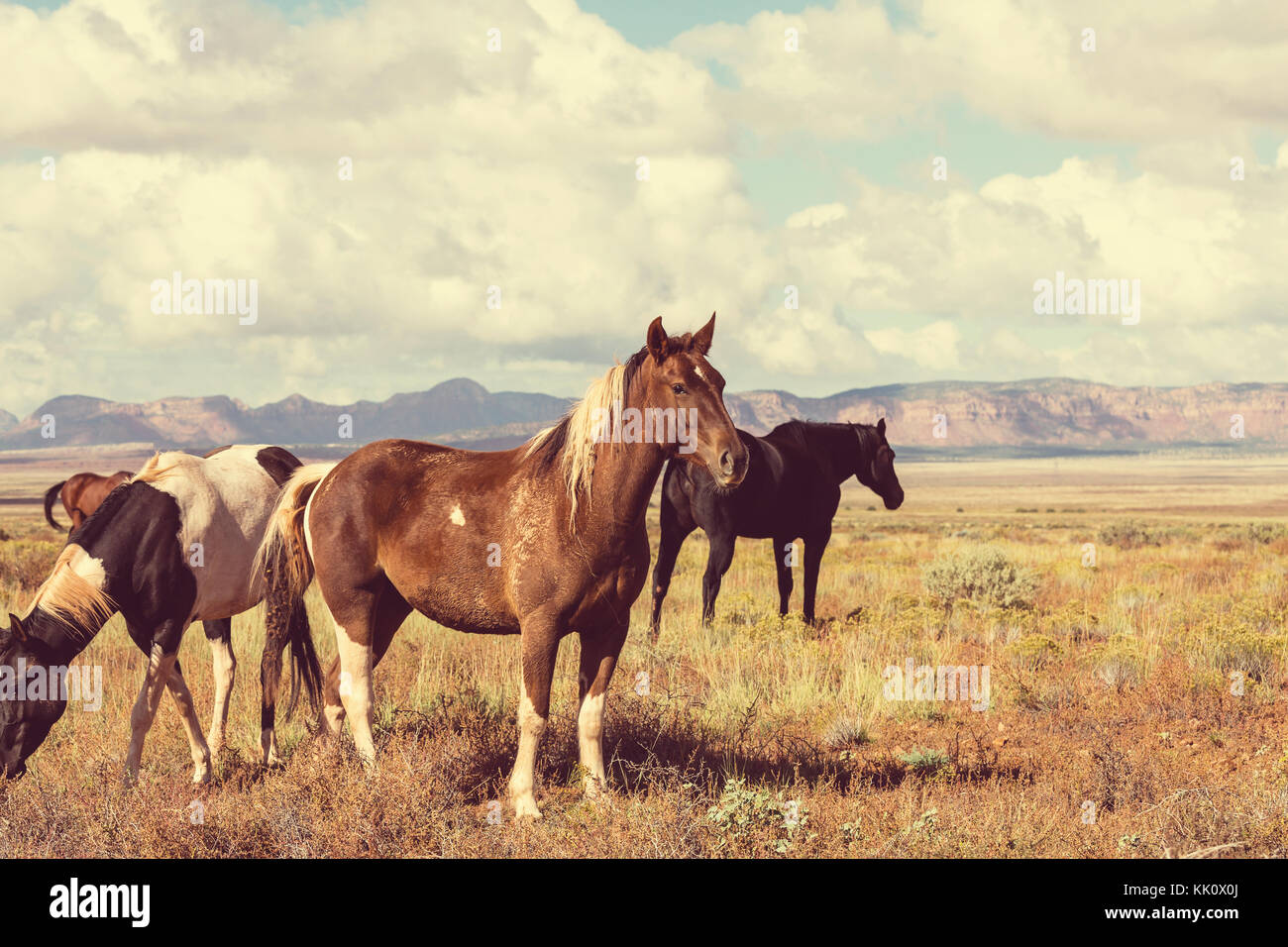Horse on the meadow in summer Stock Photo - Alamy