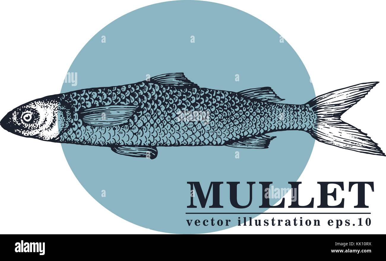 Hand drawn sketch seafood vector vintage illustration of mullet fish ...