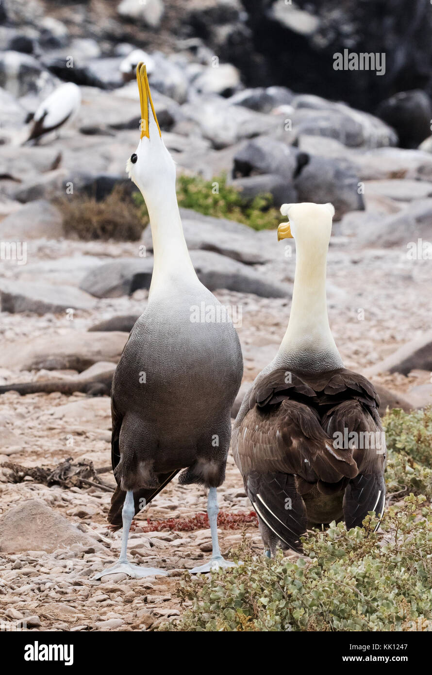 Courting pair of Galapagos Albatross ( Waved Albatross ), Phoebastria irrorata, Espanola Island, Galapagos Islands, Ecuador, South America Stock Photo