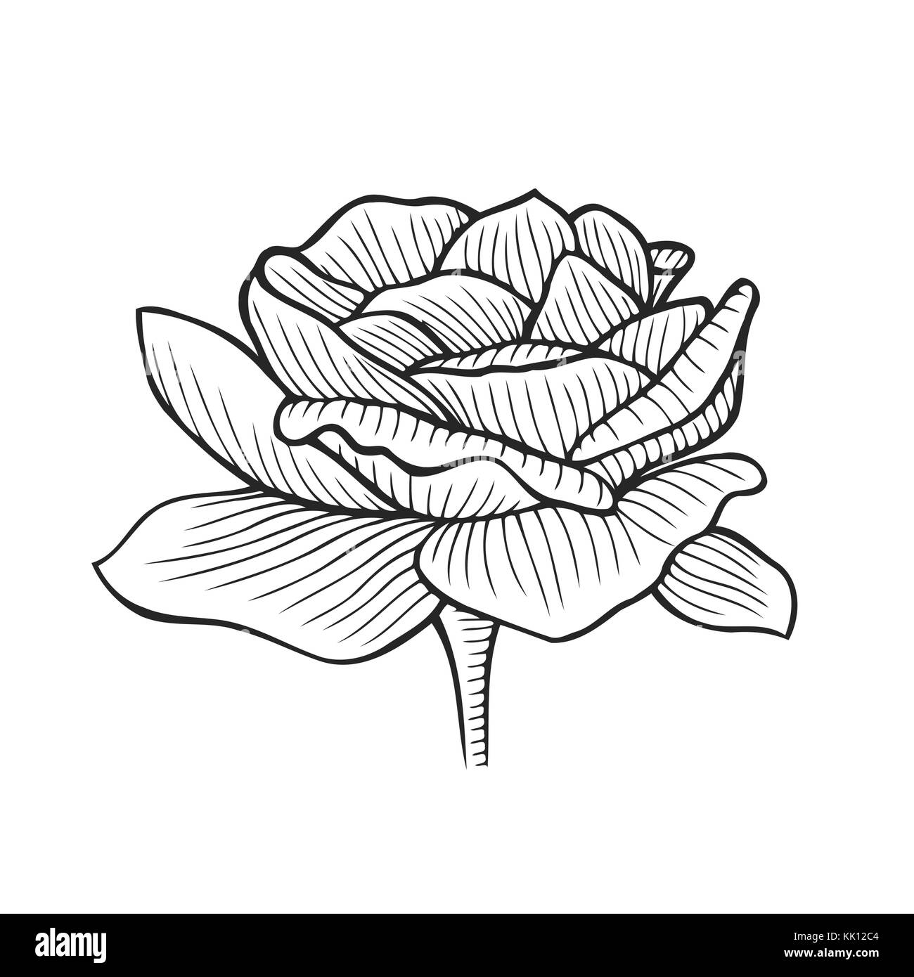 Hand drawn Peony, flower floral engraving vector illustration. Black flower on white Stock Vector