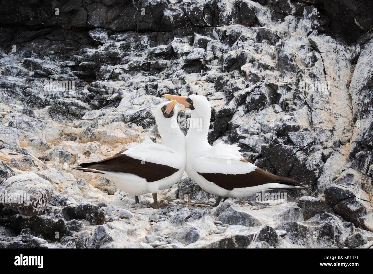 A mating pair of Nazca Boobies ( Sula granti ) greeting each other, , Genovesa Island, galapagos Islands, Ecuador South America Stock Photo