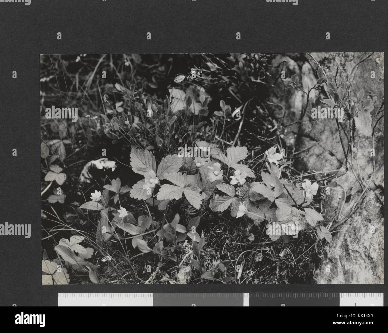 Rubus arcticus, Veslevatnet, Flya. 1930   no nb digifoto 20150930 00206 bldsa HRH01 187 Stock Photo