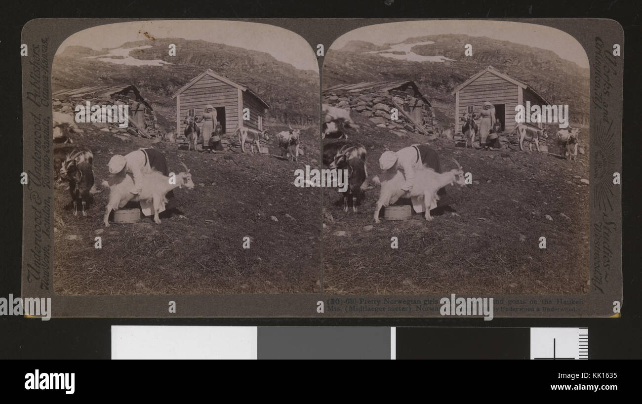 (30)   630   Pretty Norwegian girls tending cows and goats on the Haukeli Mts. (Midtlaeger saeter), Norway stereofotografi   no nb digifoto 20160629 00109 bldsa stereo 0179 Stock Photo