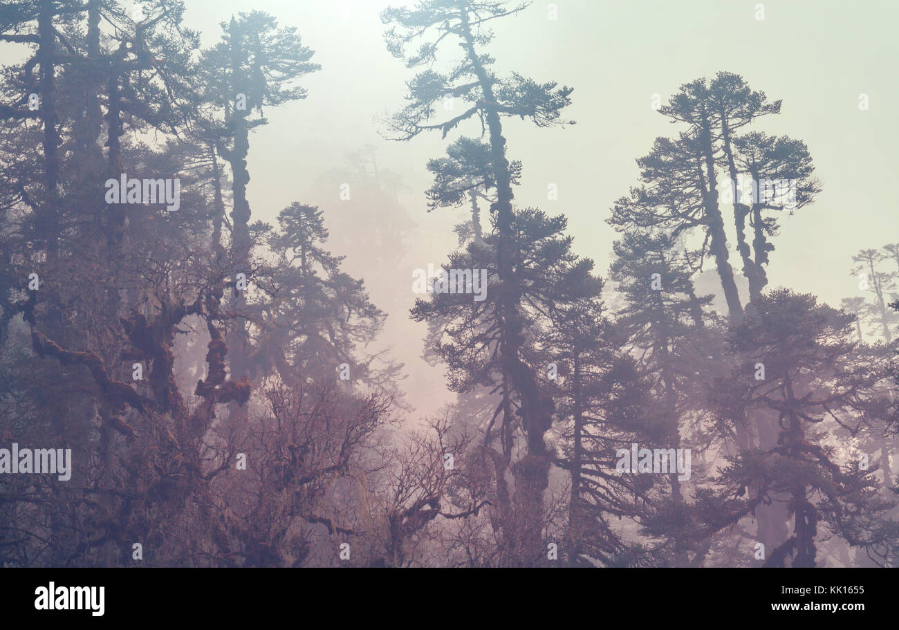 Jungle in Himalaya mountains, Nepal Stock Photo - Alamy