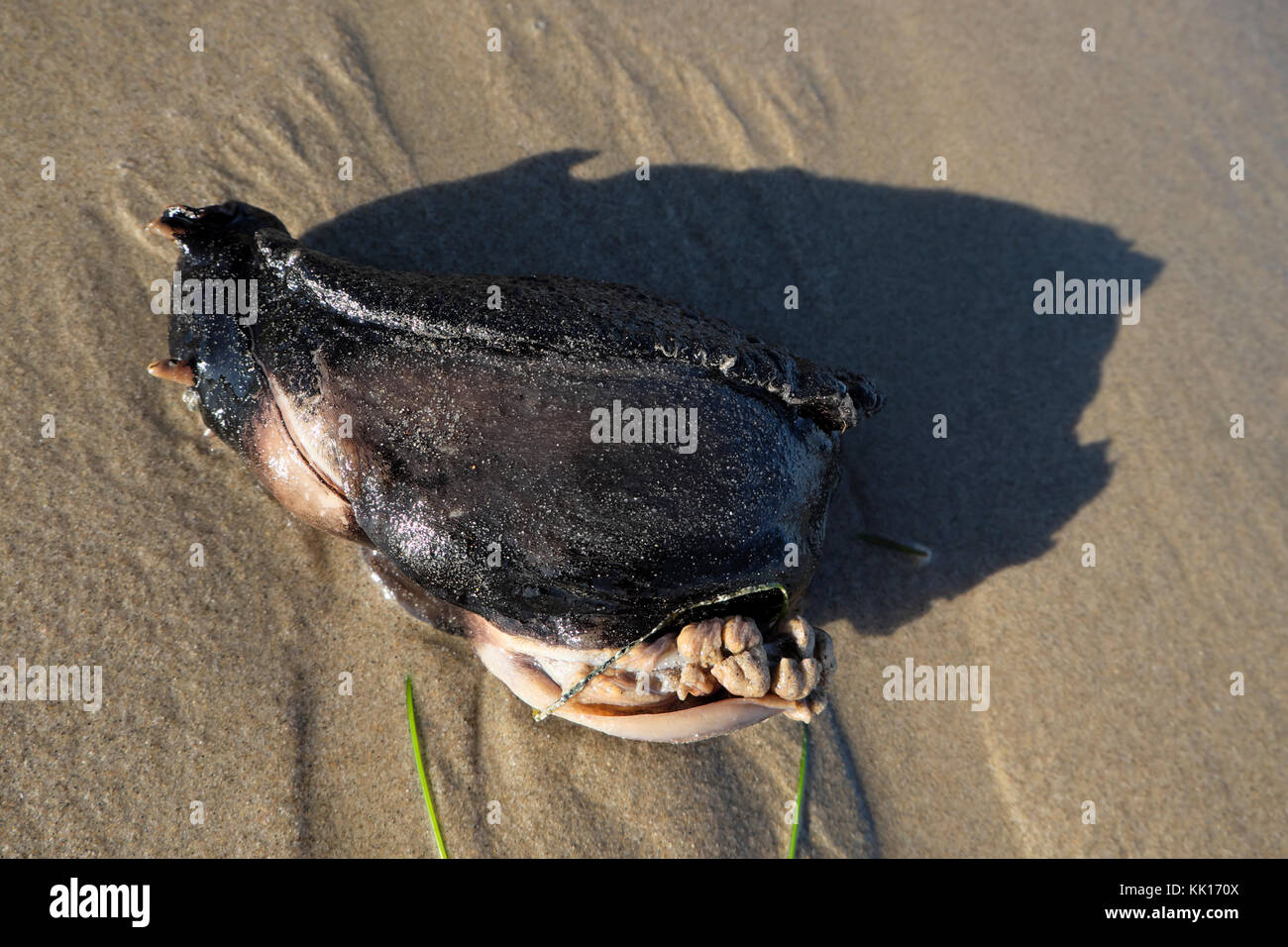 Aplysia Vaccaria Sea Hare or Sea Slug a gastropod washed up on Escondido Beach near Malibu in October 2017 Los Angeles, California, USA  KATHY DEWITT Stock Photo