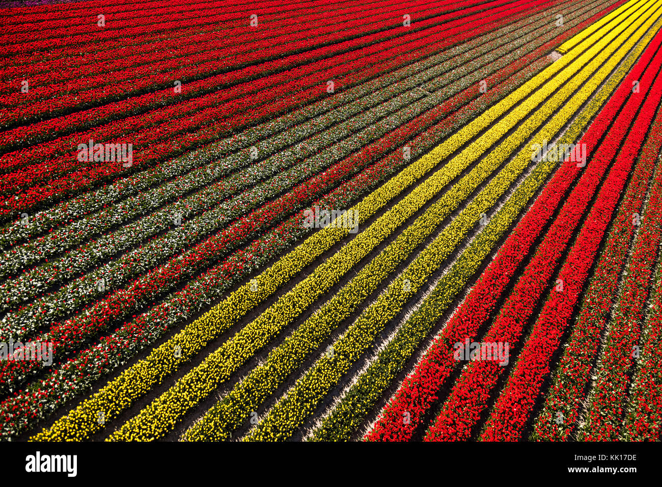 Aerial view of the tulip fields in North Holland, The Netherlands Stock Photo