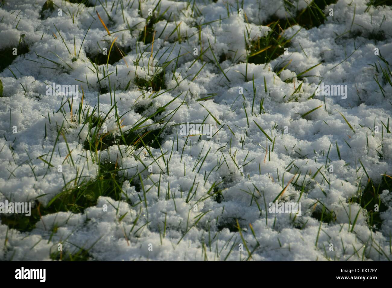 grass looking through fresh snow, melting snow in the sunshine Stock Photo
