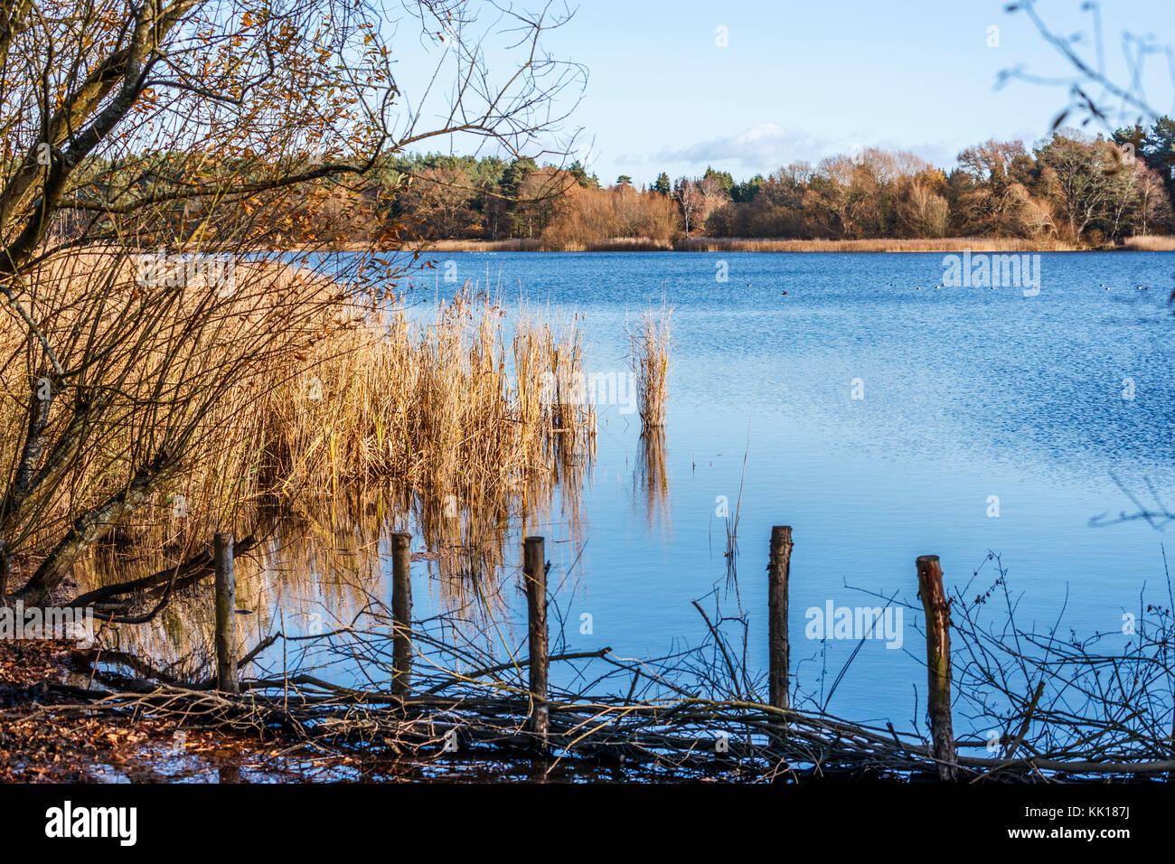 View of reeds on the lakeside at Frensham Little Pond, Farnham, Surrey