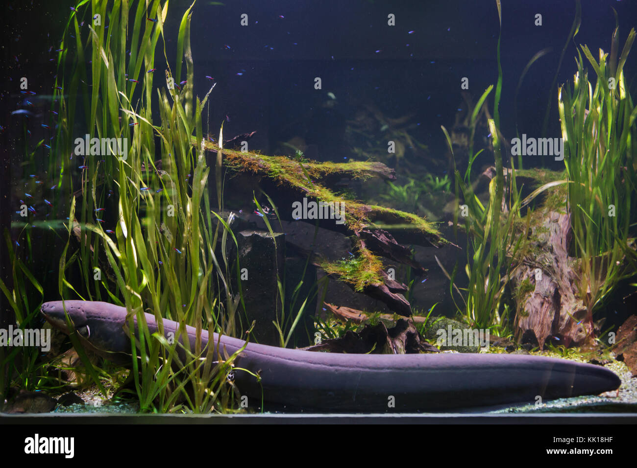 Electric eel (Electrophorus electricus). Tropical fish Stock Photo - Alamy