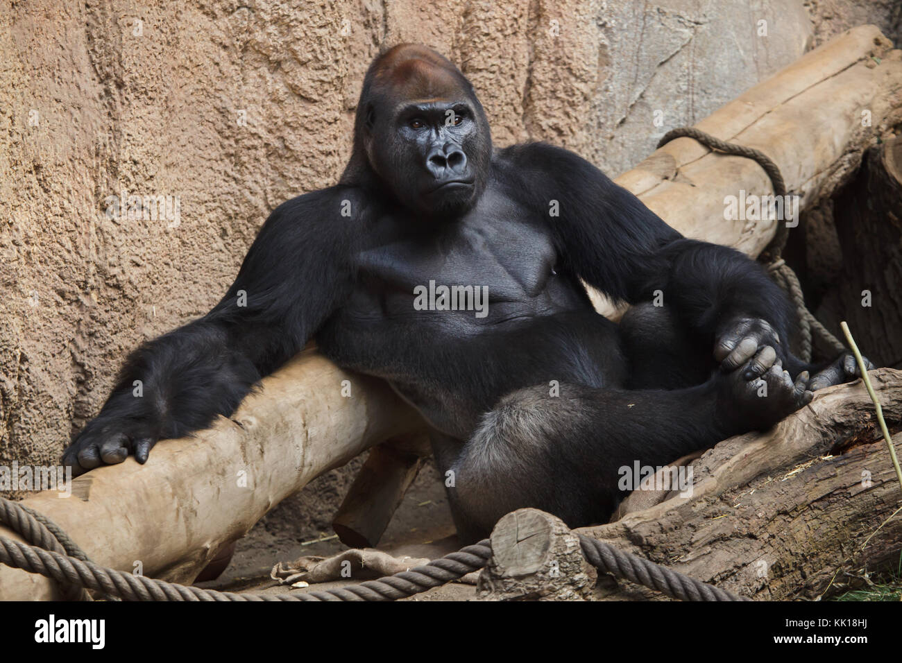Western lowland gorilla (Gorilla gorilla gorilla) at Leipzig Zoo in Leipzig, Saxony, Germany. Stock Photo