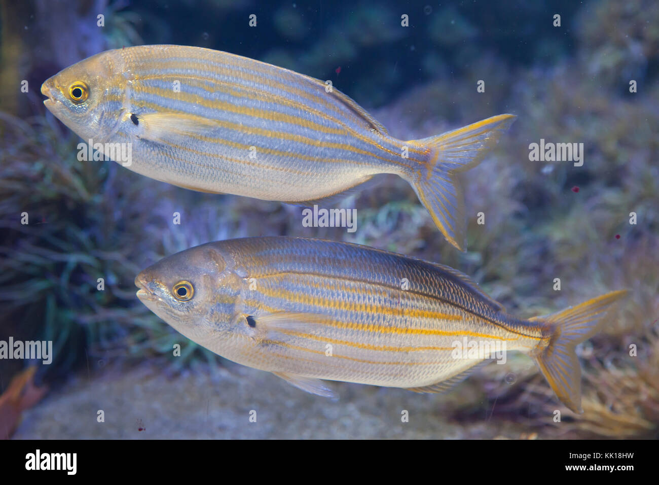 Salema porgy fish (Sarpa salpa). Stock Photo