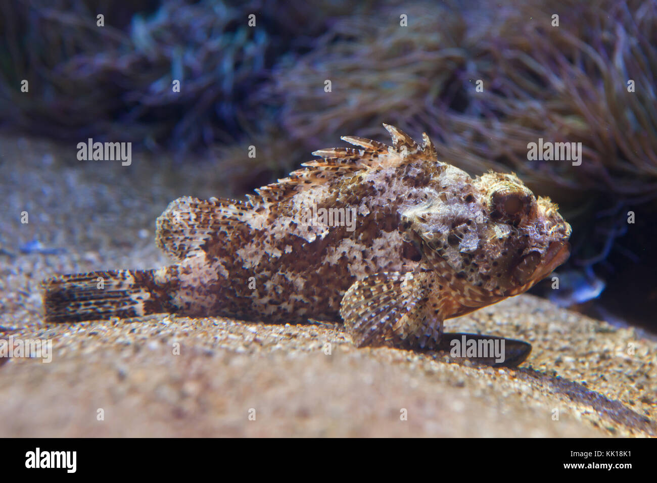 Small red scorpionfish (Scorpaena notata). Stock Photo
