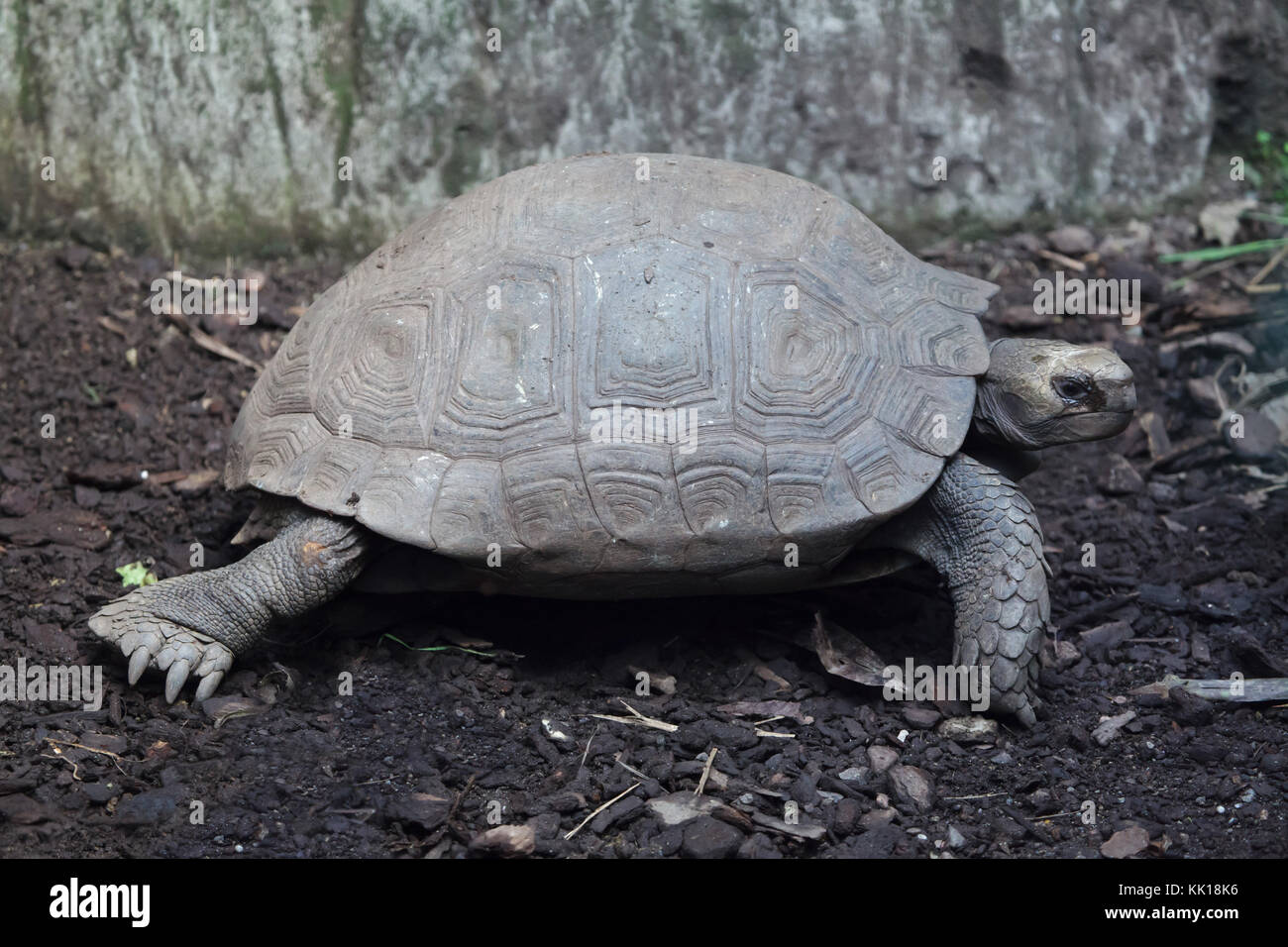 Asian giant tortoise (Manouria emys emys), also known as the Southern brown tortoise. Stock Photo