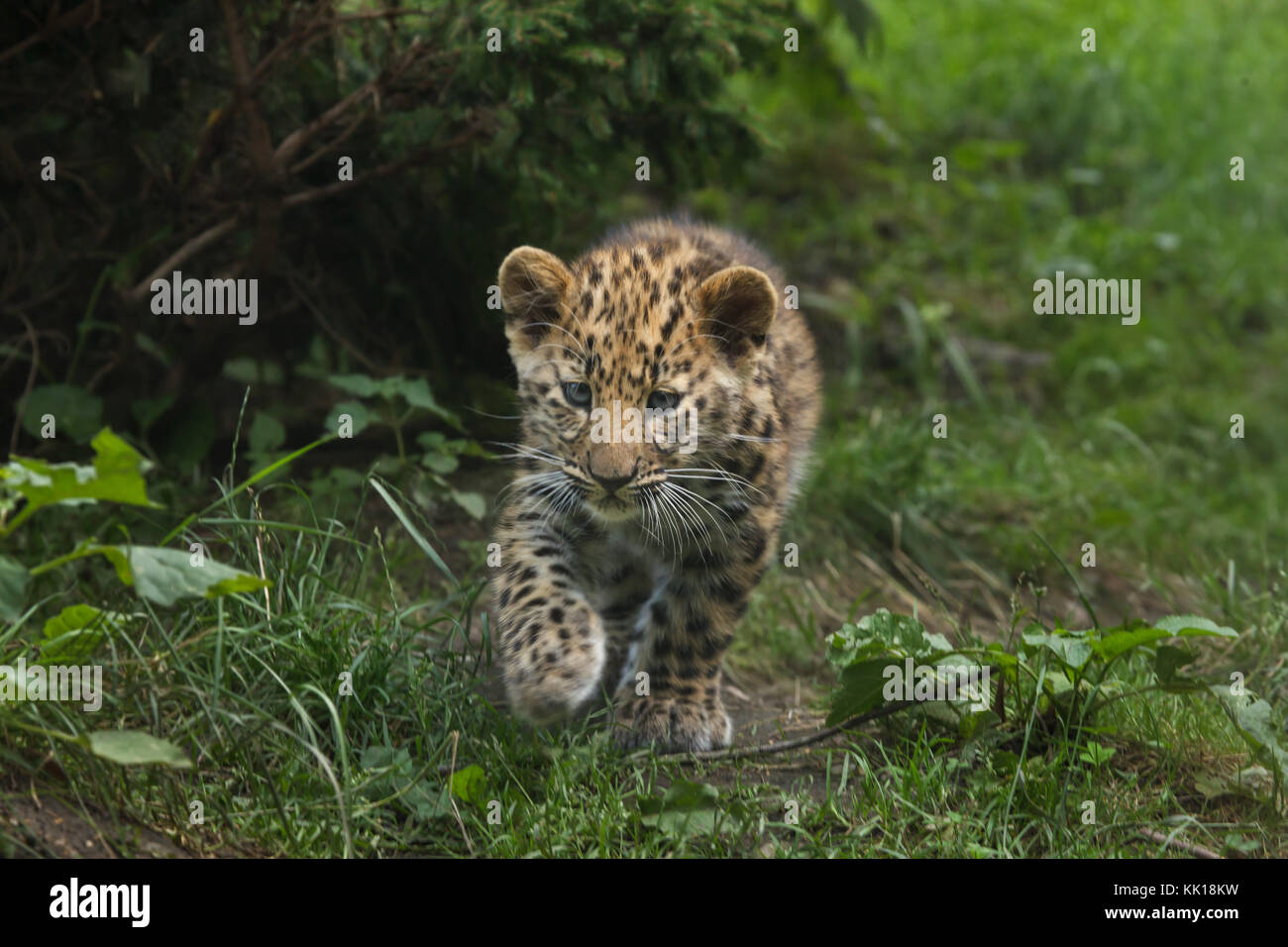 Three-month-old Amur leopard (Panthera pardus orientalis) at Leipzig Zoo in Leipzig, Saxony, Germany. Two Amur leopards called Akeno and Zivon were born on 22 April 2017. Stock Photo