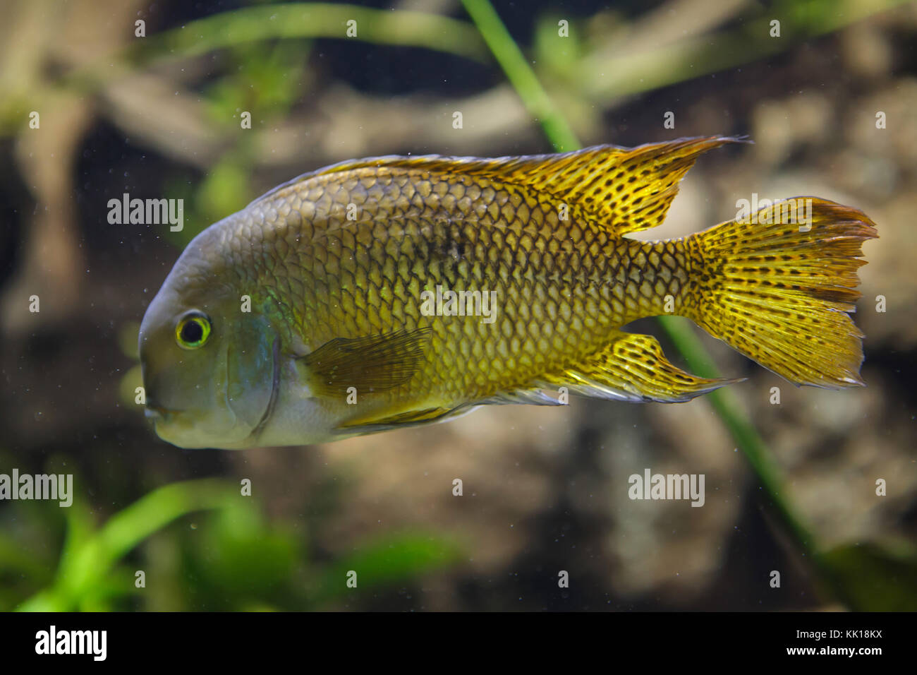 Moga (Hypsophrys nicaraguensis), also known as the nickie or parrot cichlid. Stock Photo