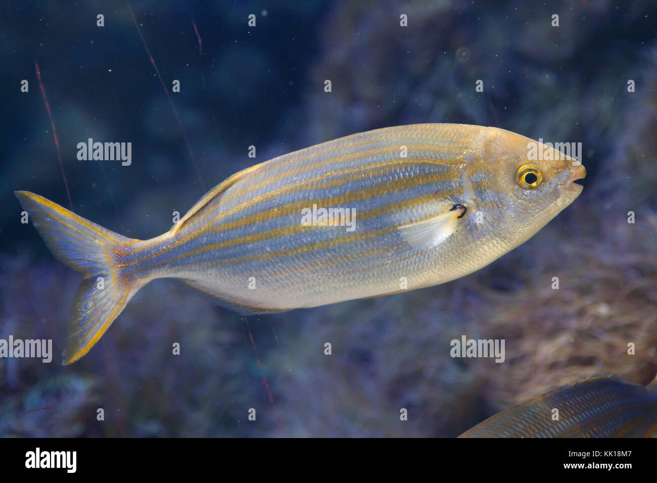 Salema porgy fish (Sarpa salpa). Stock Photo