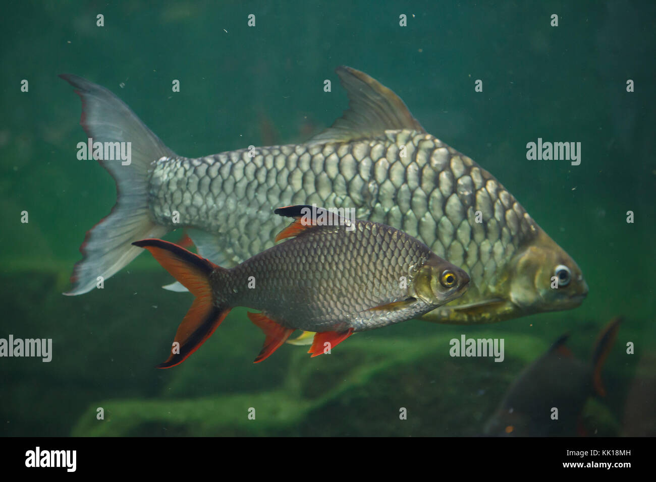 Tinfoil barb (Barbonymus schwanenfeldii) and the yellow eyed silver barb (Hypsibarbus pierrei). Stock Photo