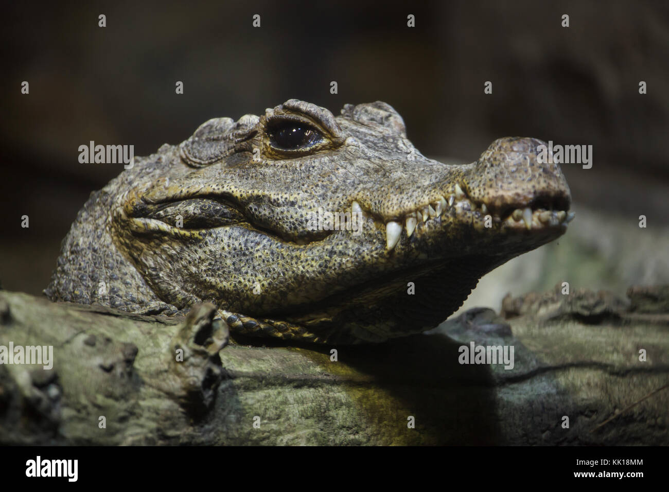 Dwarf crocodile (Osteolaemus tetraspis), also known as the African dwarf crocodile. Stock Photo
