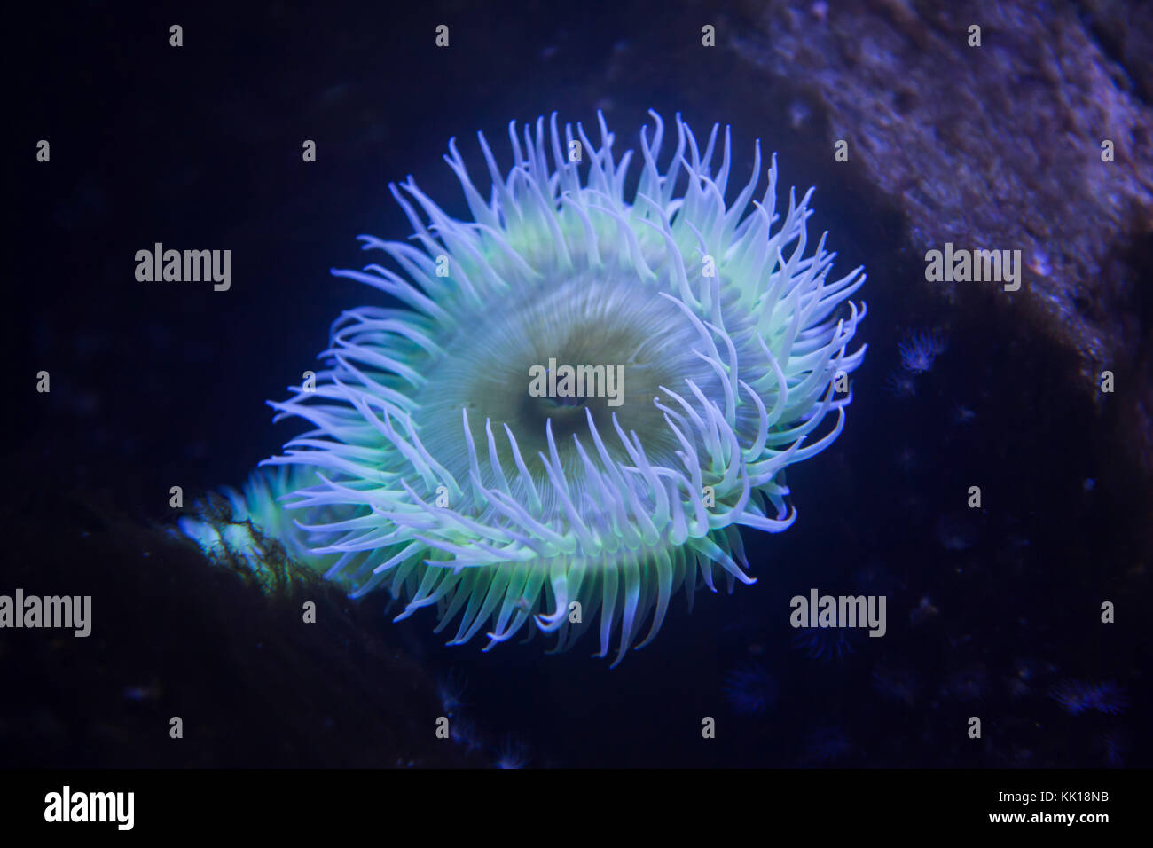 Flesh eating animals hires stock photography and images Alamy