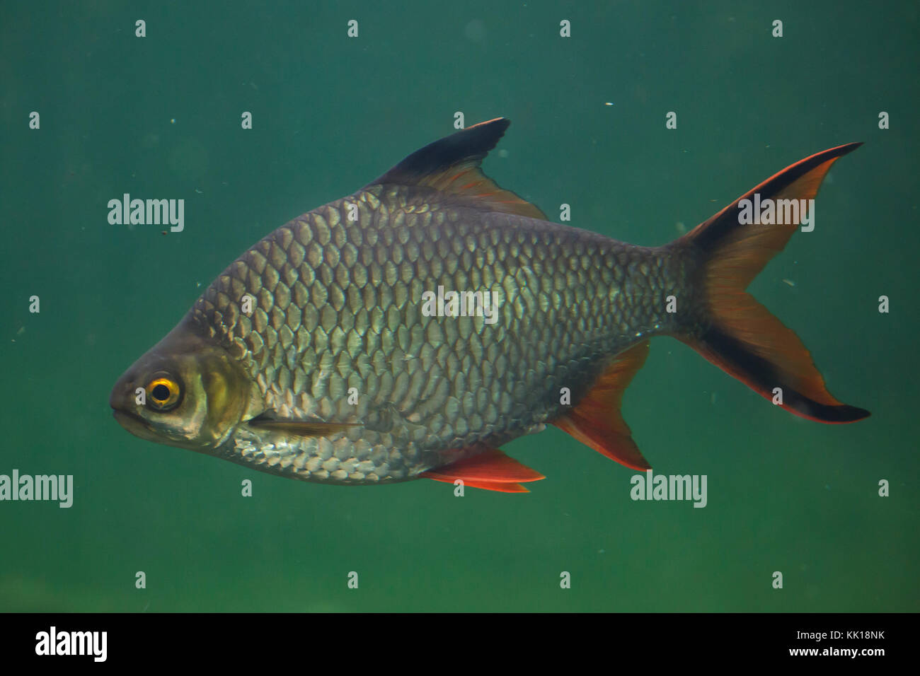 Tinfoil barb (Barbonymus schwanenfeldii). Tropical fish. Stock Photo