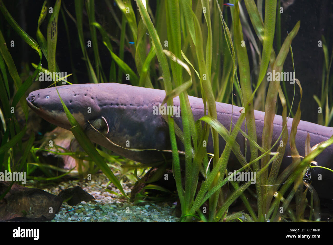 Electric eel (Electrophorus electricus). Tropical fish. Stock Photo