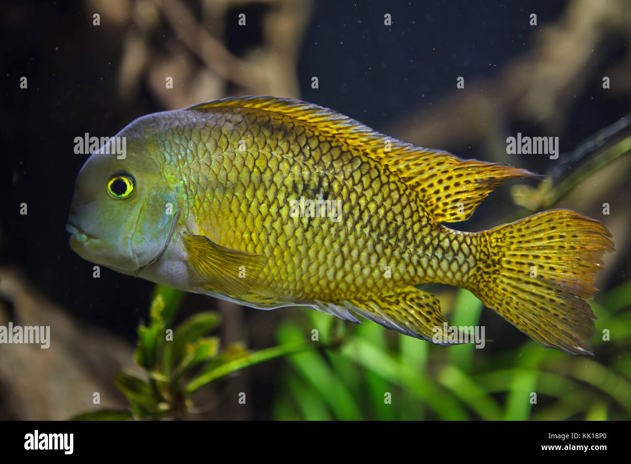 Moga (Hypsophrys nicaraguensis), also known as the nickie or parrot cichlid. Stock Photo