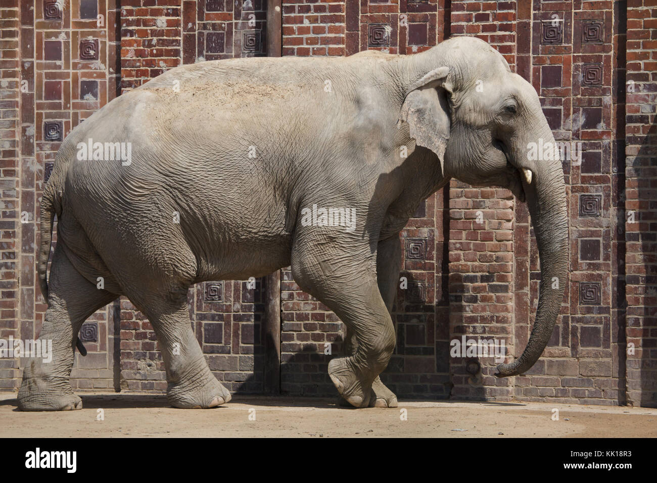 Indian elephant (Elephas maximus indicus)  at Leipzig Zoo in Leipzig, Saxony, Germany. Stock Photo