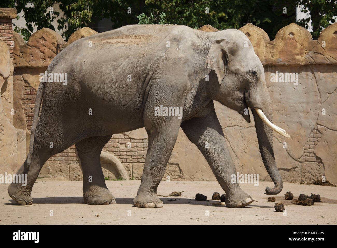 Indian elephant (Elephas maximus indicus)  at Leipzig Zoo in Leipzig, Saxony, Germany. Stock Photo