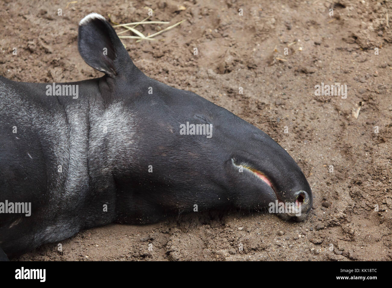Malayan tapir (Tapirus indicus), also known as the Asian tapir. Stock Photo