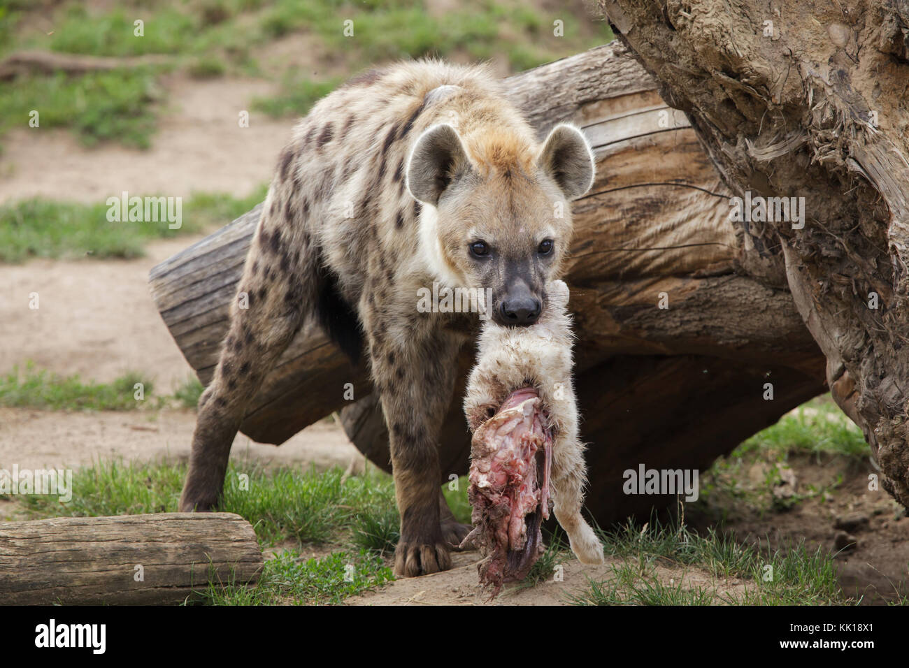 Spotted hyena (Crocuta crocuta), also known as the laughing hyena. Stock Photo